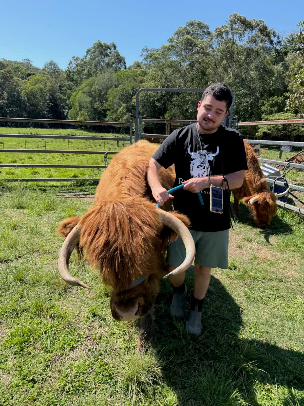 Walking his Highland cattle.